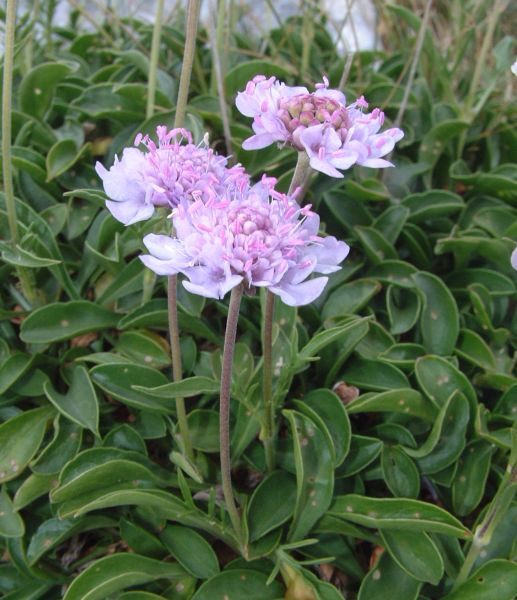 Scabiosa silenifolia / Scabiosa a foglie di silene